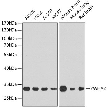 YWHAZ Antibody