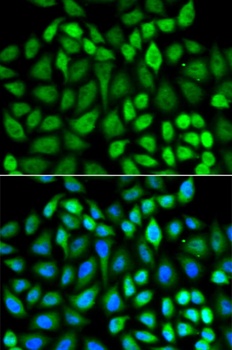MAPK3 Antibody