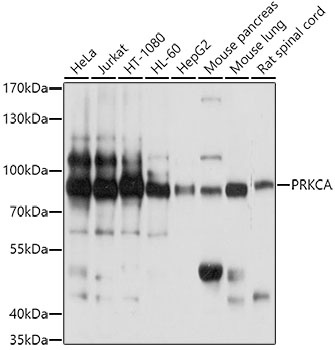 PRKCA Antibody