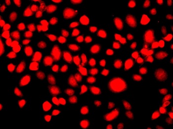 IFRD1 Antibody