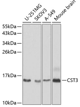 CST3 Antibody