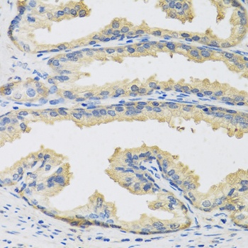 CST3 Antibody