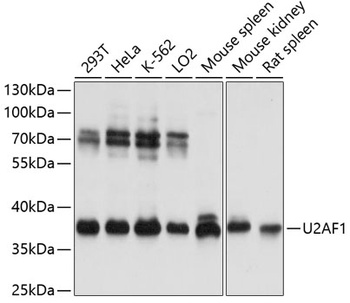U2AF1 Antibody