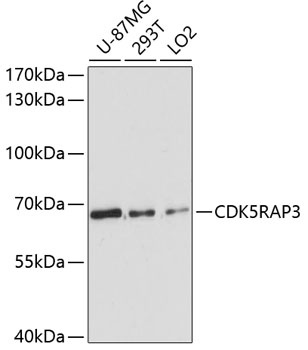 CDK5RAP3 Antibody
