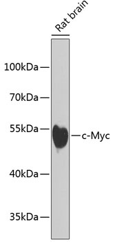 c-Myc Antibody