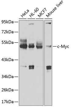 c-Myc Antibody
