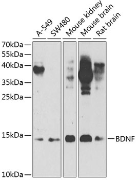 BDNF Antibody