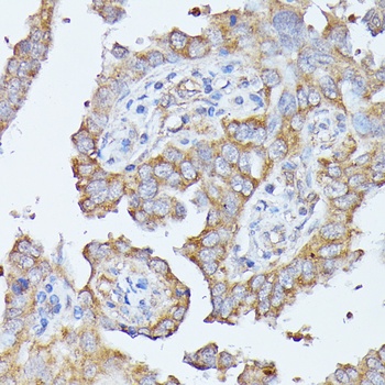 HAL Antibody