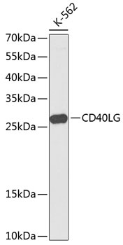 CD40LG Antibody