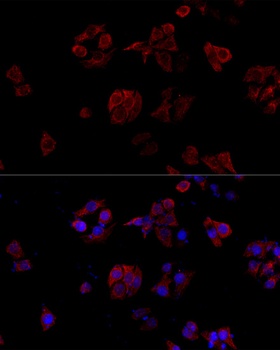 CD40LG Antibody