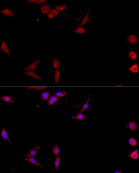 CD40LG Antibody