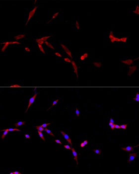 CD40LG Antibody