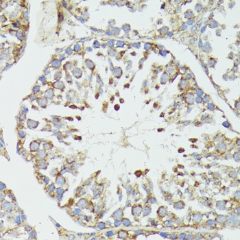HSP70 Antibody