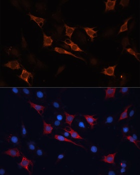 HSP70 Antibody
