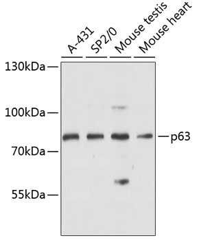 p63 Antibody
