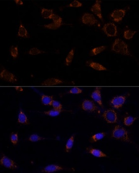 MTCH2 Antibody