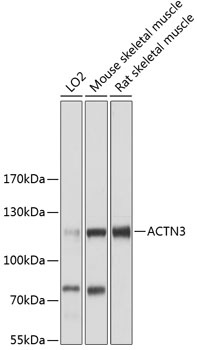 ACTN3 Antibody
