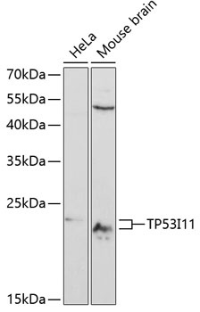 TP53I11 Antibody