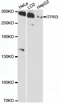 ITPR3 Antibody