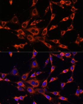 ITPR3 Antibody