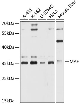 MAF Antibody