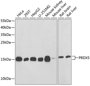 PRDX5 Antibody