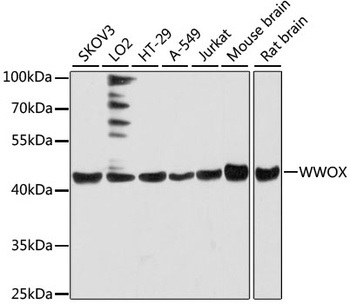 WWOX Antibody