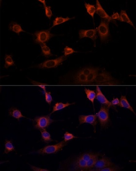 WWOX Antibody