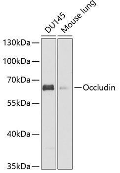 Occludin Antibody