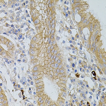 Occludin Antibody