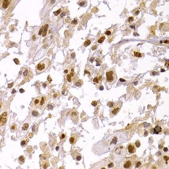 CBX5 Antibody
