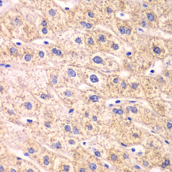 TXN2 Antibody