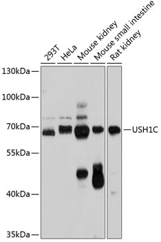 USH1C Antibody