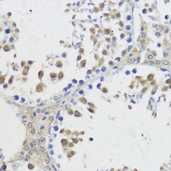 Akt2 Antibody