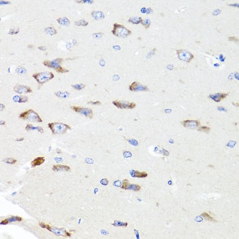 PIK3CA Antibody