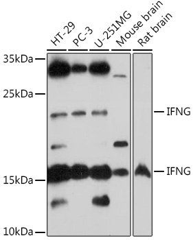 IFNG Antibody