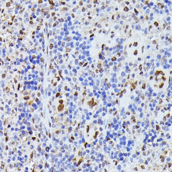 HNRNPL Antibody