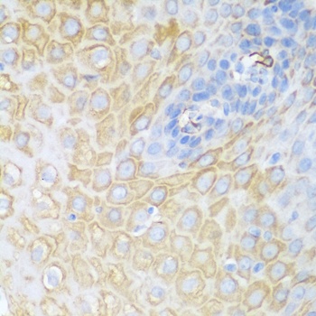 CDK1 Antibody