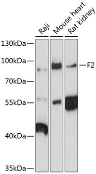 F2 Antibody