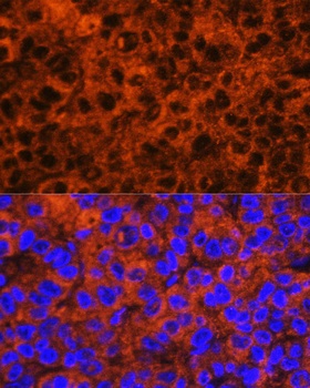 F2 Antibody