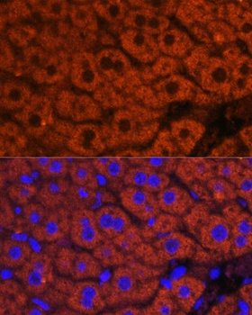 F2 Antibody