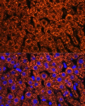 F2 Antibody