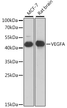 VEGF Antibody