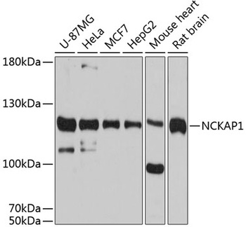 NCKAP1 Antibody