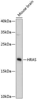 HRAS Antibody