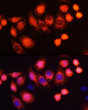 HRAS Antibody