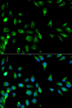 RASSF1 Antibody