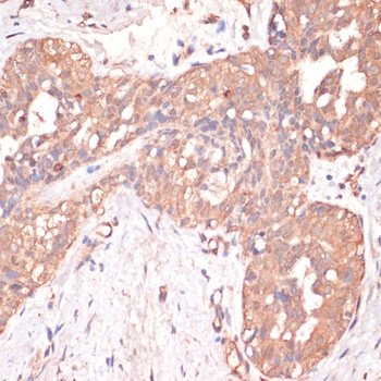 CASP3 Antibody