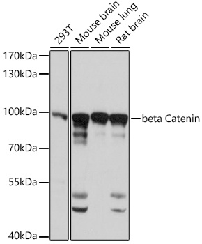 beta Catenin Antibody