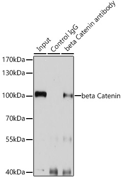 beta Catenin Antibody